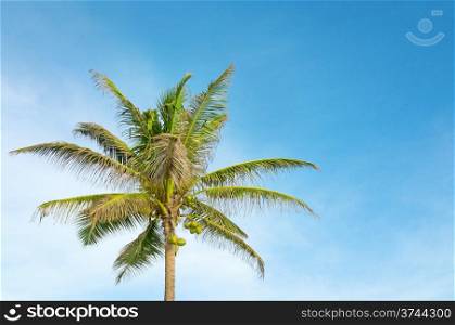 high palm on background of blue sky