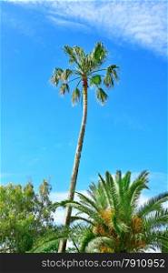 high palm on background of blue sky