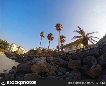 High palm trees at the beach of Pyoseon city and stones from frozen lava. Jeju Island, South Korea