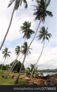 High palm trees on the coast in Dondra, Sri Lanka