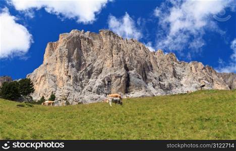 high pasture with cows beneath Sassolungo - Langkofel Dolomites