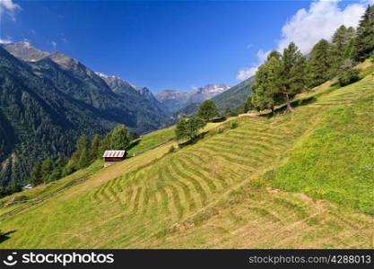 high Pejo valley on summer, Trentino, Italy