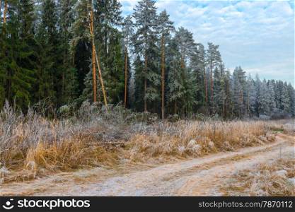 high pine trees in the forest covered with frost