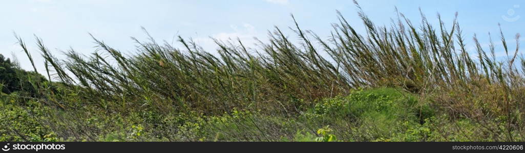 High reeds bent by wind on sky background