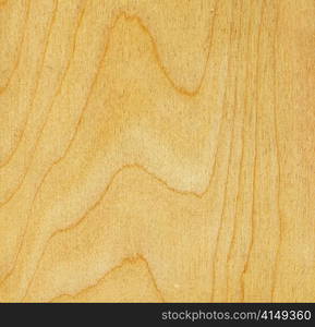 high resolution birch wood texture