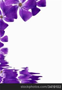 High resolution graphic of Flowers reflecting in water on white background.
