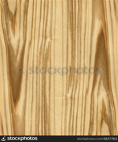high resolution texture of ash tree