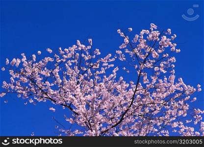 High section view of a cherry blossom tree, Washington DC, USA