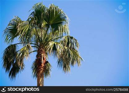 High section view of a palm tree