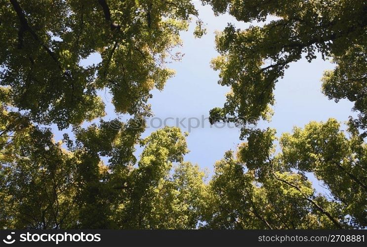High trees in city park on a background of the cloudless sky