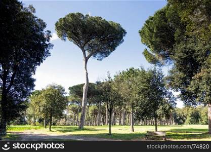 high trees in the Villa Doria Pamphili public park, Rome, Italy