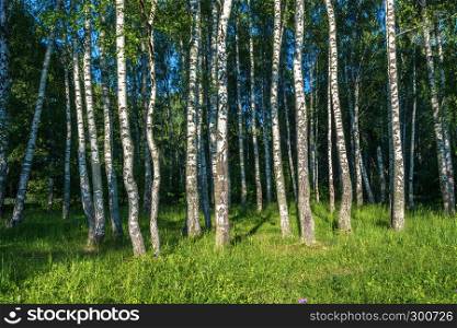 High trunks of birch trees in sunlight on a summer day.