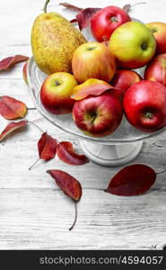 High vase with apples. Harvest of juicy autumn apples in a vase for fruits