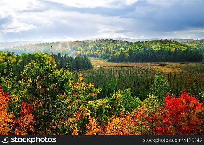 High view of fall forest with colorful trees in rain storm