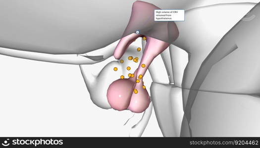 High volume of CRH released from hypothalamus 3D rendering. High volume of CRH released from hypothalamus