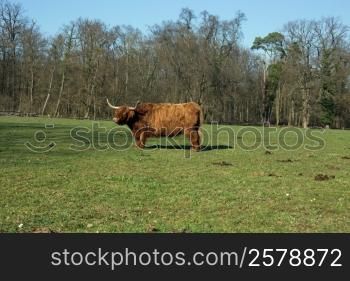 Highland Cattle on a meadow, blue cloudless sky