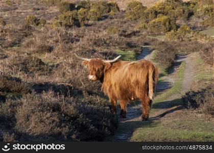 Highland Cow Roaming Free In The New Forest