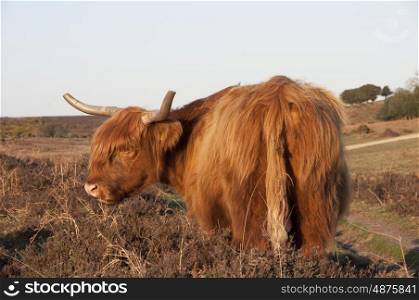 Highland Cow Roaming Free In The New Forest