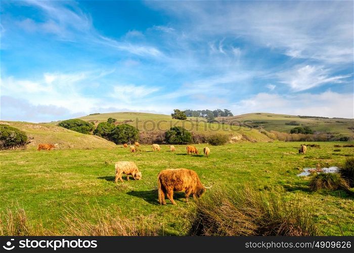 Highland cows on a field, California, USA.