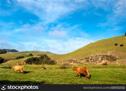 Highland cows on a field, California, USA.