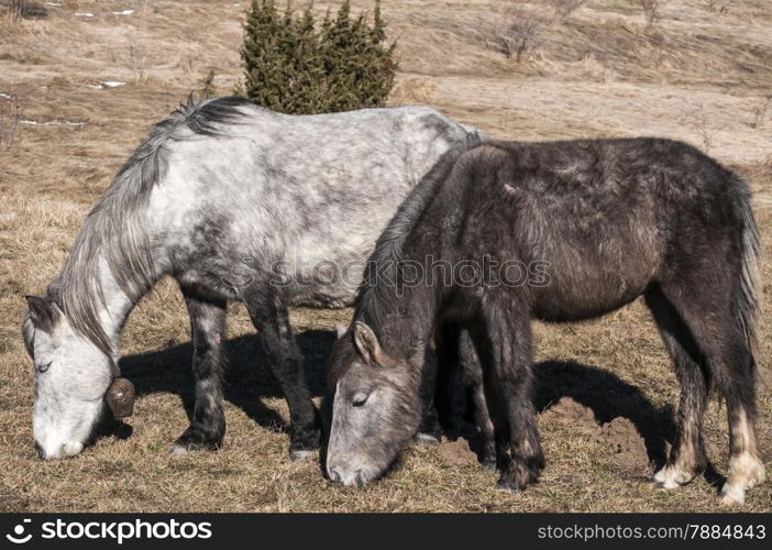 Highland hinnies grazing on winter mountain meadow in clear sunny day