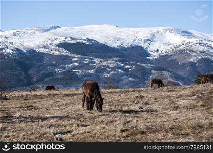Highland hinnies grazing on winter mountain meadow in clear sunny day