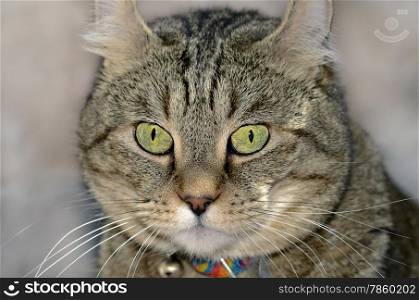 Highland Lynx Cat Portrait