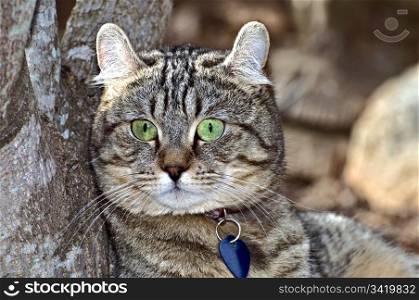 Highland Lynx Cat Under Tree