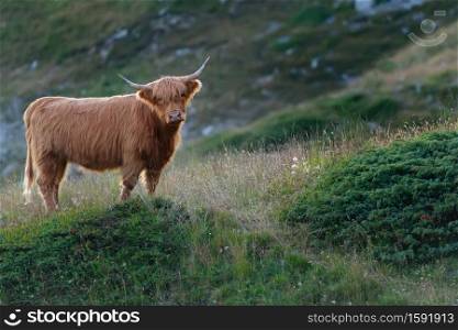 Highlander - Scottish cow in the meadow