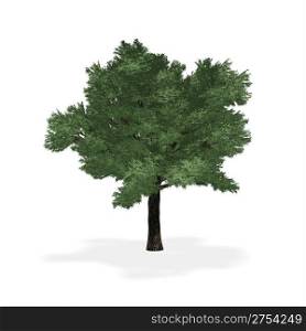 Highly detailed tree. It is isolated on a white background