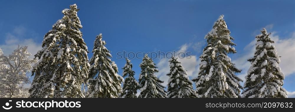 hight firs covered with snow in blue sky background