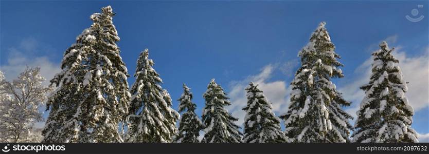 hight firs covered with snow in blue sky background