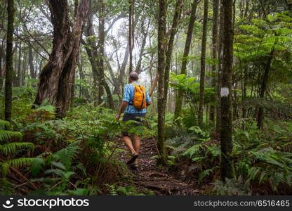 Hike in Hawaii. Hiker on the trail in green jungle, Hawaii, USA