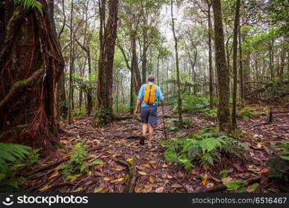 Hike in Hawaii. Hiker on the trail in green jungle, Hawaii, USA