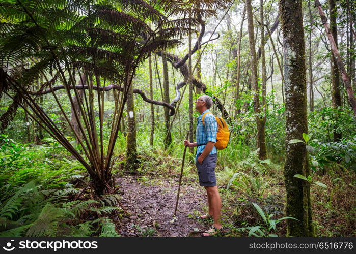 Hike in Hawaii. Hiker on the trail in green jungle, Hawaii, USA