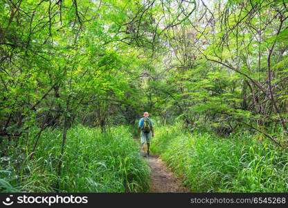 Hike in Hawaii. Hiker on the trail in green jungle, Hawaii, USA