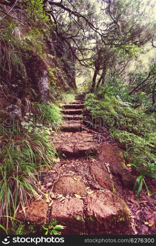 Hike in Madeira