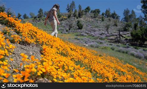 Hiker enjoys a visit to a field of bright orange California poppies