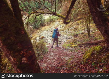 Hiker in Himalayan jungles, Nepal, Kanchenjunga region