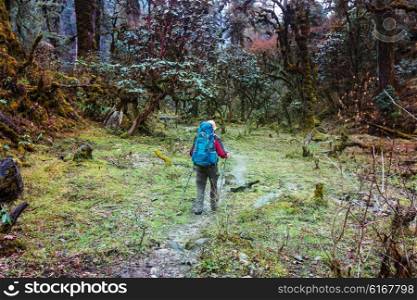 Hiker in Himalayan jungles, Nepal, Kanchenjunga region