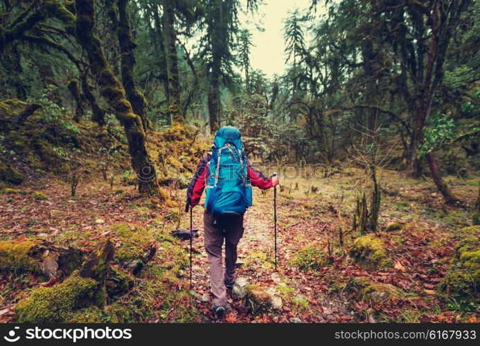 Hiker in Himalayan jungles, Nepal, Kanchenjunga region