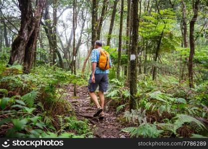 Hiker on the trail in green jungle, Hawaii, USA