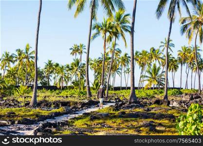 Hiker on the trail in palm plantation, Hawaii, USA