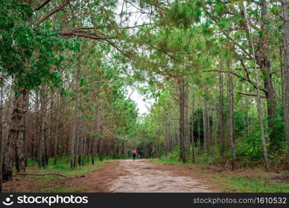 Hiker trekking in forest, pine tree at Phu kradueng mountain in Loei