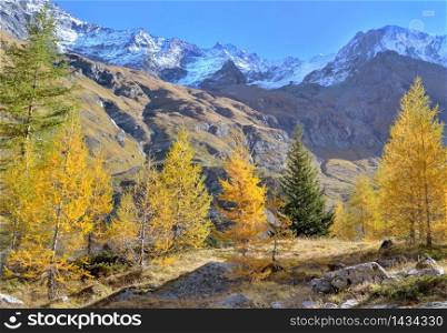 hiking among beautiful golden larches in autumn in alpine and snowy peak mountain