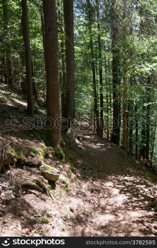 Hiking in forest during summer vacation in france