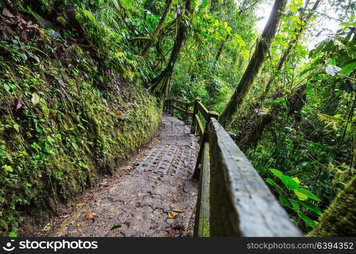 Hiking in green tropical jungle, Costa Rica, Central America