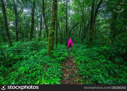 Hiking in rainforest