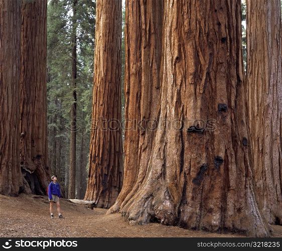 Hiking in Sequoia National Park