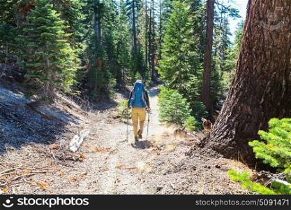 Hiking man in the forest